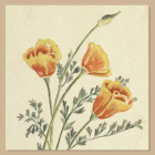 Watercolor of local Butte County wildflowers