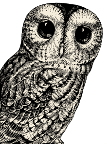 Pen and ink sketch of an owl