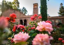 Roses Roses