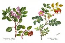 rose-manzanita watercolor image of rose-manzanita watercolor